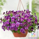 200 Cool Wave Raspberry Swirl Pansy Viola Seeds For Garden Fast Growing 200 Cool Wave Raspberry Swirl Pansy Viola Seeds For Garden Fast Growing