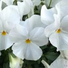 200 Delta Pro Clear White Pansy Viola Seeds For Garden Fast Growing 200 Delta Pro Clear White Pansy Viola Seeds For Garden Fast Growing