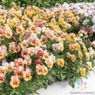200 Nature Antique Shades Pansy Viola Seeds For Garden Fast Growing 200 Nature Antique Shades Pansy Viola Seeds For Garden Fast Growing