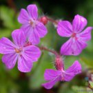 25 Herb Robert Geranium Seeds For Garden Planting Fast Growing 25 Herb Robert Geranium Seeds For Garden Planting Fast Growing