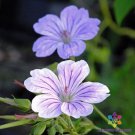 25 Hexham Big Eyes Geranium Seeds For Garden Planting Fast Growing