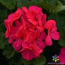25 Presto Dark Fuchsia Geranium Seeds For Garden Fast Growing 25 Presto Dark Fuchsia Geranium Seeds For Garden Fast Growing