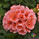 25 Presto Light Salmon Geranium Seeds For Garden Fast Growing 25 Presto Light Salmon Geranium Seeds For Garden Fast Growing