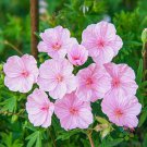 25 Striatum Geranium Seeds For Garden Planting Fast Growing 25 Striatum Geranium Seeds For Garden Planting Fast Growing