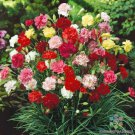 200 Grenadin Double Mix Carnation Seeds For Garden Fast Growing 200 Grenadin Double Mix Carnation Seeds For Garden Fast Growing