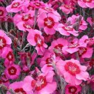 200 Peppermint Star Carnation Seeds For Garden Planting Fast Growing 200 Peppermint Star Carnation Seeds For Garden Planting Fast Growing