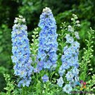 200 Light Blue White Bee Delphinium Seeds For Garden Fast Growing 200 Light Blue White Bee Delphinium Seeds For Garden Fast Growing