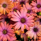 200 Purple & Orange Cape Daisy Seeds For Garden Planting Fast Growing 200 Purple & Orange Cape Daisy Seeds For Garden Planting Fast Growing