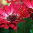 200 White & Red Gerbera Daisy Seeds For Garden Planting Fast Growing 200 White & Red Gerbera Daisy Seeds For Garden Planting Fast Growing