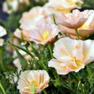 200 California Thai Silk Pink Champagne Poppy Seeds For Garden Fast Growing 200 California Thai Silk Pink Champagne Poppy Seeds For Garden Fast Growing