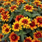 100 Profusion Red Yellow Bicolor Zinnia Seeds For Garden Fast Growing 100 Profusion Red Yellow Bicolor Zinnia Seeds For Garden Fast Growing