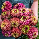 100 Queen Lime Red Zinnia Seeds For Garden Planting Fast Growing