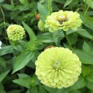 100 Queen Lime Zinnia Seeds For Garden Planting Fast Growing