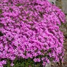 100 Peacock Cherry Red Phlox Seeds For Garden Planting Fast Growing 100 Peacock Cherry Red Phlox Seeds For Garden Planting Fast Growing