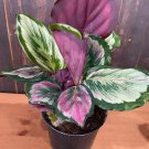 25 Eclipse Calathea Seeds For Garden Planting Fast Growing 25 Eclipse Calathea Seeds For Garden Planting Fast Growing