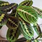 25 Prayer Calathea Seeds For Garden Planting Fast Growing 25 Prayer Calathea Seeds For Garden Planting Fast Growing