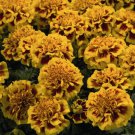 25 Little Hero Fire Marigold Seeds For Garden Planting Fast Growing 25 Little Hero Fire Marigold Seeds For Garden Planting Fast Growing