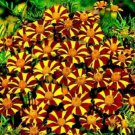 25 Court Jester Marigold Seeds For Garden Planting Fast Growing