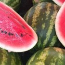 50 Oh So Sweet Watermelon Seeds For Garden Planting Fast Growing 50 Oh So Sweet Watermelon Seeds For Garden Planting Fast Growing