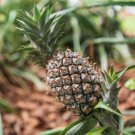 15 White Jade Pineapple Seeds For Garden Planting Fast Growing 15 White Jade Pineapple Seeds For Garden Planting Fast Growing
