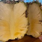 15 Sugarloaf Pineapple Seeds For Garden Planting Fast Growing 15 Sugarloaf Pineapple Seeds For Garden Planting Fast Growing