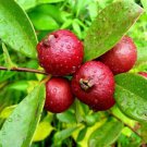 50 Red Indian Cherry Guava Seeds For Garden Planting Fast Growing 50 Red Indian Cherry Guava Seeds For Garden Planting Fast Growing