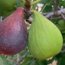 100 Violette De Bordeaux Fig Seeds For Garden Planting Fast Growing 100 Violette De Bordeaux Fig Seeds For Garden Planting Fast Growing