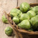 500 Catskill Brussels Sprouts Seeds For Garden Planting Fast Growing 500 Catskill Brussels Sprouts Seeds For Garden Planting Fast Growing