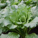 500 Michihili Chinese Flat Cabbage Seeds For Planting Fast Growing 500 Michihili Chinese Flat Cabbage Seeds For Planting Fast Growing