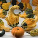 25 Winged Gourd Squash Seeds For Garden Planting Fast Growing 25 Winged Gourd Squash Seeds For Garden Planting Fast Growing