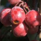 25 Red Obelisk Crabapple Seeds For Garden Planting Fast Growing 25 Red Obelisk Crabapple Seeds For Garden Planting Fast Growing