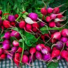 500 Easter Egg Radish Seeds For Garden Planting Fast Growing 500 Easter Egg Radish Seeds For Garden Planting Fast Growing