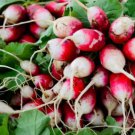 500 Sparkler Radish Seeds For Garden Planting Fast Growing 500 Sparkler Radish Seeds For Garden Planting Fast Growing