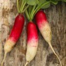 500 Fire And Ice Radish Seeds For Garden Planting Fast Growing