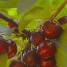 10 Lambert Cherry Seeds For Garden Planting Fast Growing 10 Lambert Cherry Seeds For Garden Planting Fast Growing