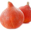 25 Red Kuri Squash Seeds For Garden Planting Fast Growing 25 Red Kuri Squash Seeds For Garden Planting Fast Growing