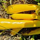25 Gold Rush Squash Seeds For Garden Planting Fast Growing
