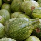 25 Ronde De Nice Squash Seeds For Garden Planting Fast Growing 25 Ronde De Nice Squash Seeds For Garden Planting Fast Growing