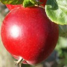 25 Red Devil Apple Seeds For Garden Planting Fast Growing