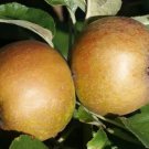 25 D Arcy Spice Apple Seeds For Garden Planting Fast Growing 25 D Arcy Spice Apple Seeds For Garden Planting Fast Growing