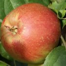 25 Belle De Boskoop Apple Seeds For Garden Planting Fast Growing 25 Belle De Boskoop Apple Seeds For Garden Planting Fast Growing