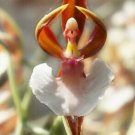 25 Seeds Ballerina Orchid Flowers Tiny Dancers Fast Growing 25 Seeds Ballerina Orchid Flowers Tiny Dancers Fast Growing