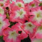 25 Seeds Pink & White Petunia Flowers Garden Planting Perennial Fast Growing 25 Seeds Pink & White Petunia Flowers Garden Planting Perennial Fast Growing