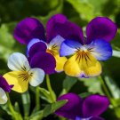 25 Seeds Johnny Jump Up Seeds Viola Wild Pansy Garden Plants Fast Growing 25 Seeds Johnny Jump Up Seeds Viola Wild Pansy Garden Plants Fast Growing