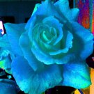 12 Seeds Blue & Green Rose Bush Lovely Scented Flowers Planting Garden Fast Growing