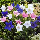 25 Seeds Platycodon Purple Pink & White Balloon Flowers Perennial Garden Fast Growing 25 Seeds Platycodon Purple Pink & White Balloon Flowers Perennial Garden Fast Growing