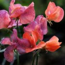 10 Seeds Orange & Red Sweet Pea Lathyrus Belinensis Beautiful Flower Fast Growing