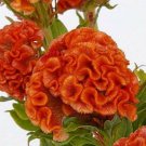 25 Seeds Orange Cockscomb Celosia Argentea Cristata Beautiful Flower Plant Fast Growing