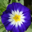 15 Seeds Dwarf Tri Color Morning Glory Purple White Yellow Flowers Fast Growing 15 Seeds Dwarf Tri Color Morning Glory Purple White Yellow Flowers Fast Growing