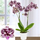 15 Seeds Phalaenopsis Orchid House Plant Garden Flowers Fast Growing 15 Seeds Phalaenopsis Orchid House Plant Garden Flowers Fast Growing